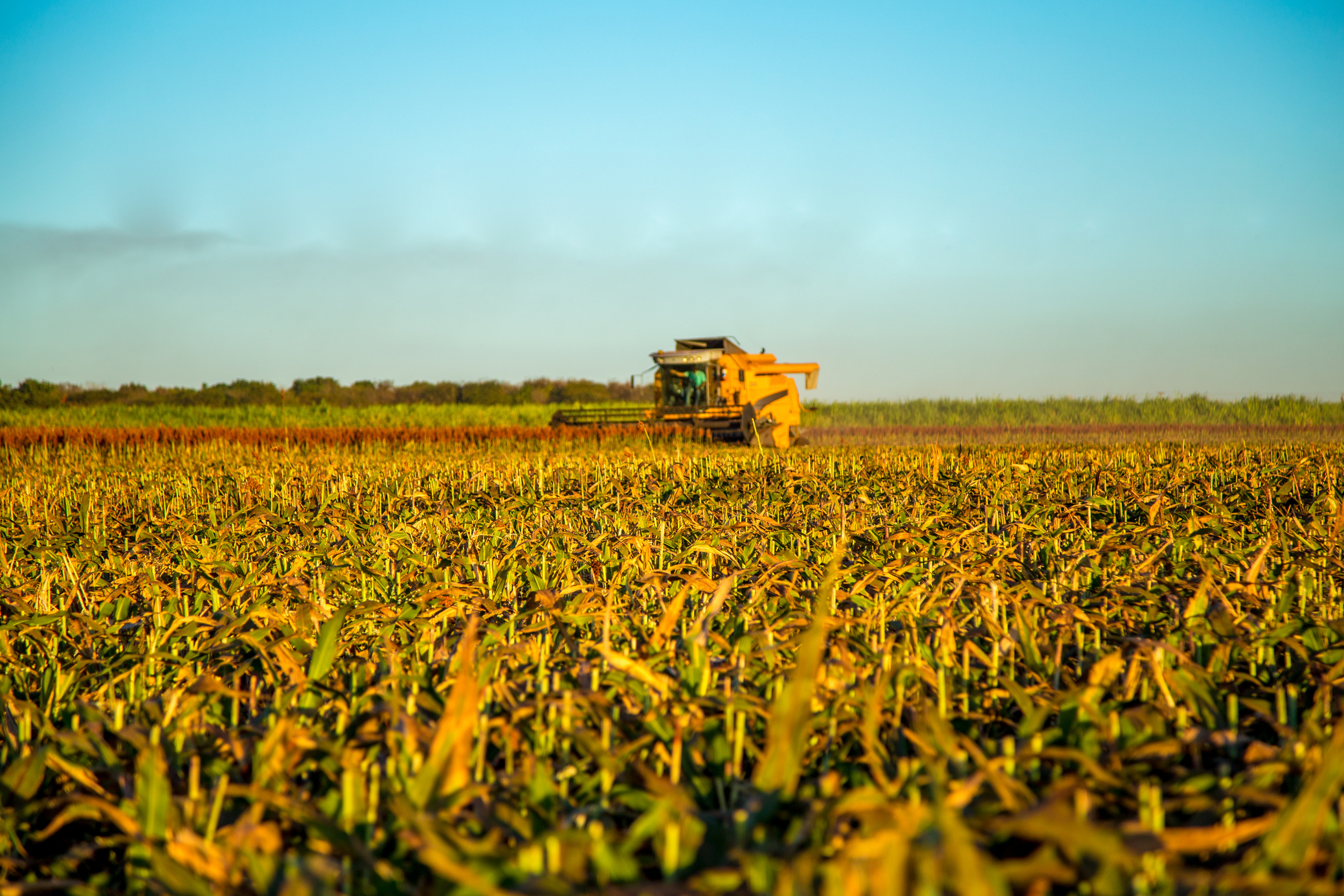 Harvest sorghum planting